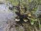 Nyár-fagomba (Lentinus tigrinus), Vértes
